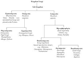 kingdom fungi characteristics classifications concepts