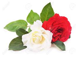 Vielleicht hört sich das dann poetisch an rote rosen in venedig venedig eine stadt im norden italiens, die auf mehreren inseln liegt und neben paris als stadt der liebe gilt , sie und ich. Weisse Und Rote Rosen Auf Einem Weissen Hintergrund Lizenzfreie Fotos Bilder Und Stock Fotografie Image 44335106