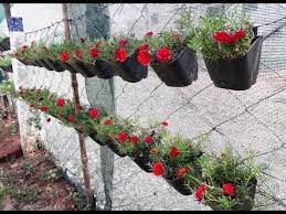 How To Grow Moss Rose Hanging Plant Portulaca Grandiflora Plants Hanging Plants Hanging Plants Indoor