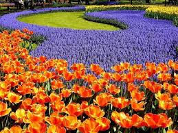Epingle Par Bonniot Monique Sur Les Fleurs Fleurs Fleur Jardin Jardinage