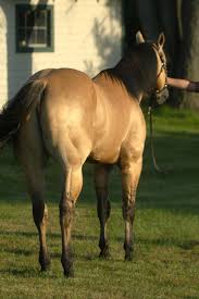 We specialize in the sales and breeding of quality buckskin and dun american quarter horses in dewey, arizona. Quarter Horses Sunup Ranch Stallions Zan Parr Bar Watch Joe Jack Palomino Buckskin Peponita Watch Tyree Two
