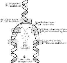 What students will do:* take bri 33 Structure Of Dna And Replication Worksheet Answers Worksheet Project List