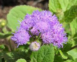 Ageratum Houstonianum Gardensonline