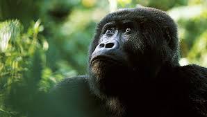 Eastern Lowland Gorilla Wwf