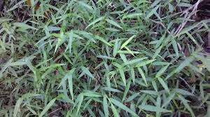 Image result for Oplismenus