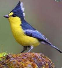 Pin By Sus Pb On Mas Pajaros 2 Beautiful Birds Pet Birds Bird Photography