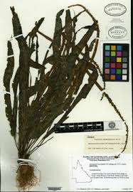 Image result for Aponogeton junceus