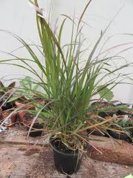 Image result for Cenchrus