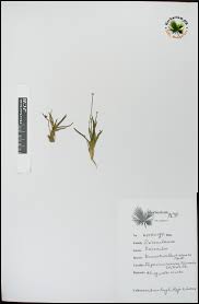 Image result for Eriocaulon truncatum