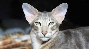 Oriental in cats & kittens for rehoming in canada. Oriental Price Personality Lifespan