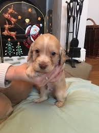 Bred in orange australia 2016. Clumber Spaniel Puppies For Sale California Street Ca 262702