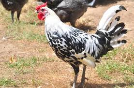 We did not find results for: Hamburg Chicken Eggs Height Size And Raising Tips