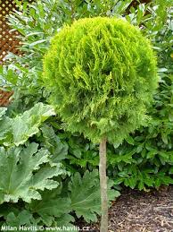 We did not find results for: Platycladus Thuja Orientalis Aurea Nana Havlis Cz