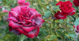 Controlling Powdery Mildew And Other Fungal Diseases Greenstreet Gardens