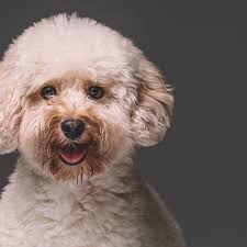 Welcome to mini poodles & doodles. Toy Poodle Full Profile History And Care