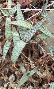 Image result for Ledebouria luteola