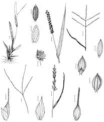 Image result for Axonopus