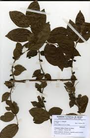 Image result for Cremaspora triflora