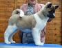 Akita Puppy for sale by owner - Puppies for Sale Near Me