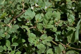 Image result for Trianthema