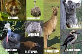 Check spelling or type a new query. Fauna Hewan Khas Australia Literasi Publik