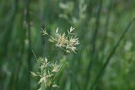 Image result for Pycreus polystachyos