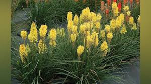 Image result for Kniphofia