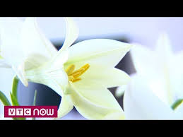 Vẻ đẹp của hoa loa kèn luôn mang lại niềm cảm hứng bất tận cho những tín đồ yêu hoa. Top 7 Ä'á»‹a Ä'iá»ƒm Ban Hoa Loa Ken Ä'áº¹p Nháº¥t Ha Ná»™i