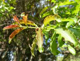 Image result for Galpinia transvaalica