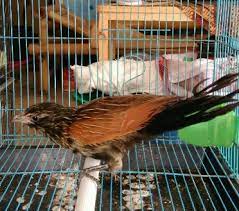 Suara burung lovebird gacor mp3 offline, unduh sekarang ! Mengenal Ciri Burung Bubut Makanan Harga Suara