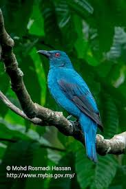 Blue Bird With Big Feathers Irena Puella