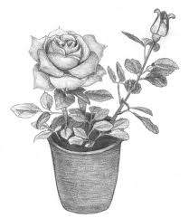 Fiori Facili Da Disegnare Vaso Con Rosa Schizzo A Matita Disegni Schizzo A Matita Come Disegnare