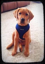 Silver labrador puppies for sale ohio. Home Silver Water Labs