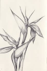 Sketch Bird Of Paradise Flower Drawing Bird Of Paradise Bird Of Paradise Flower Sketch Bird Of Paradise Tattoo Paradise Tattoo Birds Of Paradise Flower