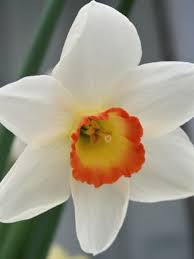 Because not all bulbs flower at the same time, some gardeners layer their spring and summer bulbs as they plant them. Buy Daffodils Bulbs Narcissus Garden Club Of America Gold Medal Winning Harts Nursery