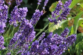 Maybe you would like to learn more about one of these? Lavender Fields Violet Pollination Lavendula The Smell Of Lavender Plant Trim Fragrant Purple Pxfuel