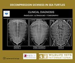Image result for Decompression Sickness