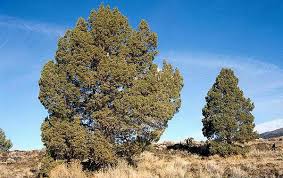 You wll definitely find them interesting. Juniperus Occidentalis