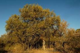 Image result for Combretum apiculatum
