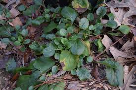 Image result for Rungia paxiana