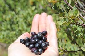 Image result for Osyris compressa