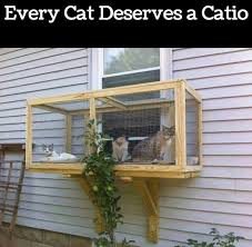This Is Adorable Kedi Evi