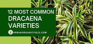 Whether your favorite is marginata, massangenana, fragrans, or possibly deremensis, each will give you a hefty return for very little maintenance. 12 Most Common Dracaena Varieties To Grow At Home Urbanorganicyield Com