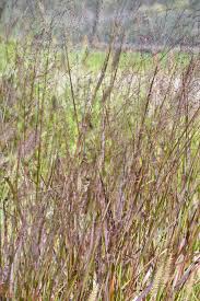 Image result for Panicum pusillum