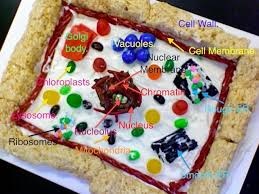 We did not find results for: 8 Cell Project Ideas Cells Project Plant Cell Cake Cell