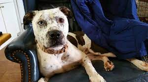 Favorite this post jul 24 looking for maltese or. Dog For Adoption Frankie A Pit Bull Terrier Dalmatian Mix In Cantua Creek Ca Petfinder