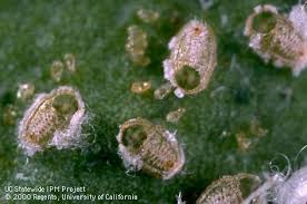 Image result for Allophylus whitei