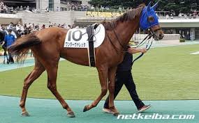 父名 グラスワンダー 母父名 スペシャルウィーク の競走馬検索 競馬データベース Netkeiba Com