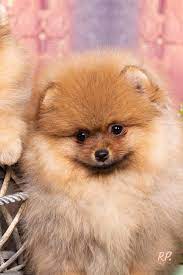 41 How Long Does A Pomeranian Live In Human Years Info Boderman