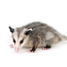 Florida is known for its beautiful beaches, blues skies, and gorgeous weather. Possums Bradenton Fl Molter Termite Pest Control